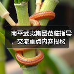 南平武夷集团莅临指导，交流重点内容揭秘