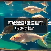 海沧隧道J匝道通车，出行更便捷？
