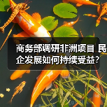 商务部调研非洲项目 民企发展如何持续受益？