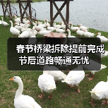 春节桥梁拆除提前完成 节后道路畅通无忧（图4）