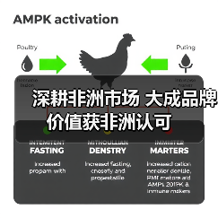 深耕非洲市场 大成品牌价值获非洲认可
