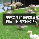 宁连高速B1段通车缓解拥堵，激活区域经济发展（图3）