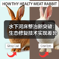 水下河床整治新突破：生态修复技术实现差异化河道复苏（图4）