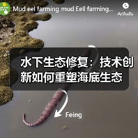 水下生态修复：技术创新如何重塑海底生态（图4）