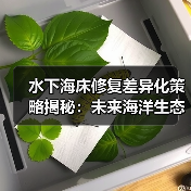 水下海床修复差异化策略揭秘：未来海洋生态逆转的关键
