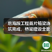 后海段工程首片箱梁浇筑完成，桥梁建设全面展开！