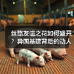 丝路友谊之花如何盛开?异国基建背后的动人故事(图4) 丝路友谊之花如何盛开?异国基建背后的动人故事(图4)